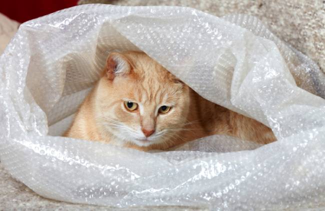 Cat laying comfortable inside bubble wrapping