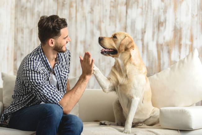 Young man and labrador dog shaking hand and paw