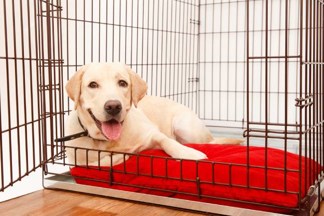 Golden retriever laying inside open crate