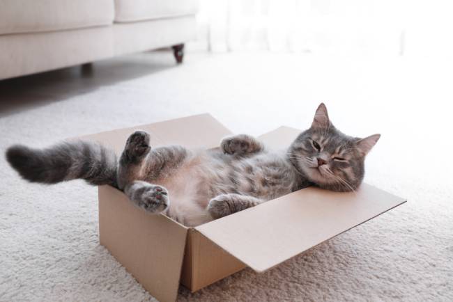 Cat belly up inside cardboard box