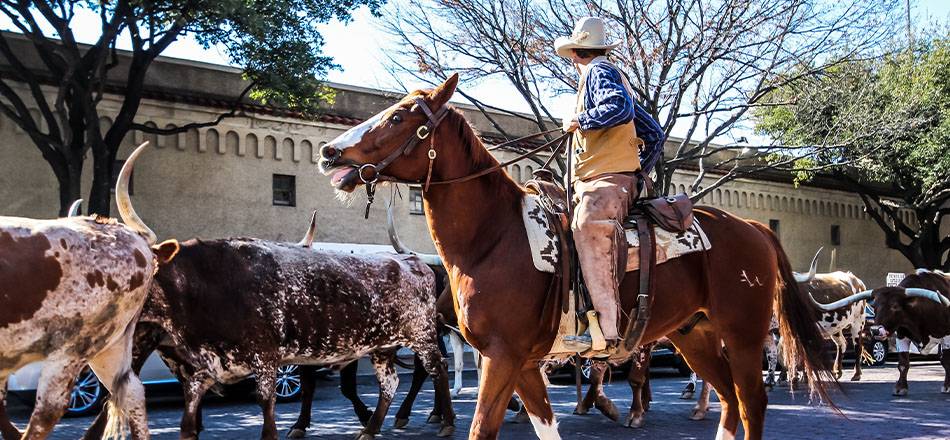 Moving the Herd in Fort Worth, tx