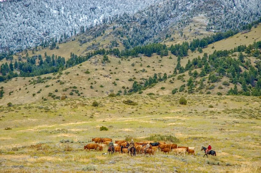 Driving cattle along Montana ranch