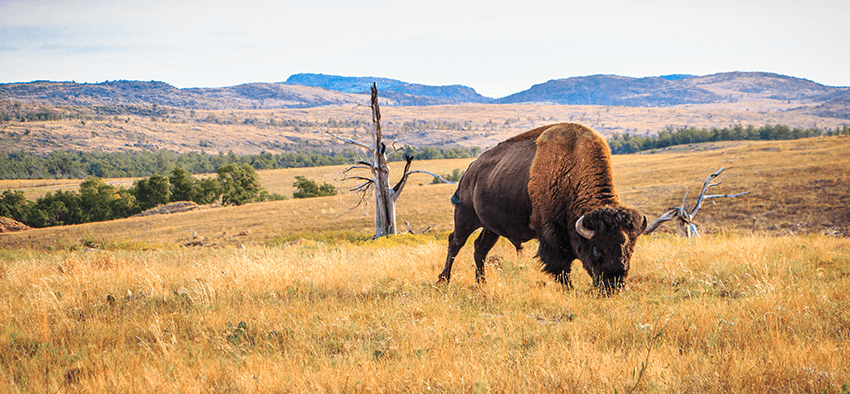 Buffalo grazing Wichita mountains, in Oklahoma